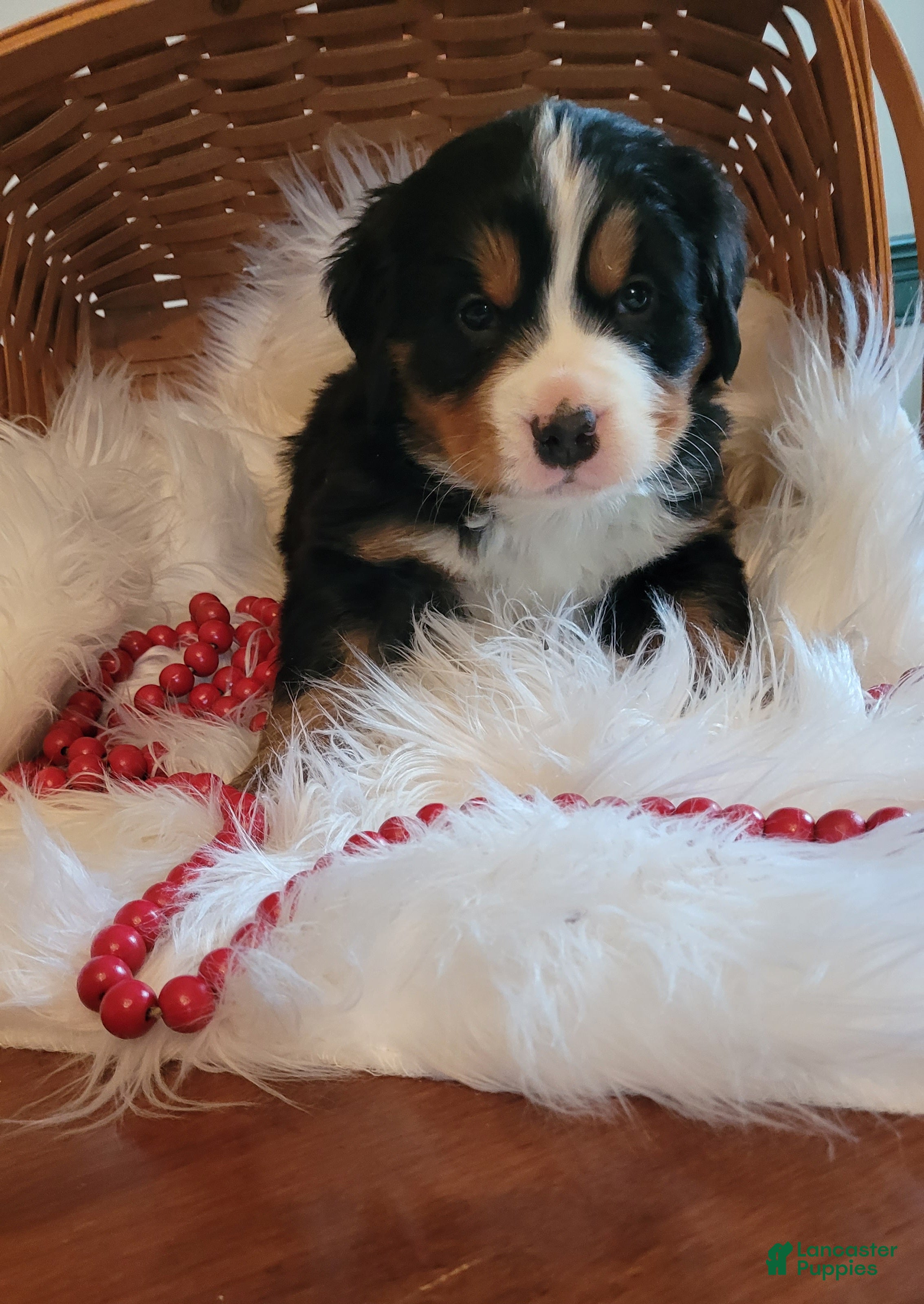 Bernese Mountain Dog dogs Candy Cane - Ad 22
