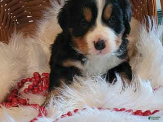 Bernese Mountain Dog dogs Candy Cane - Ad 15