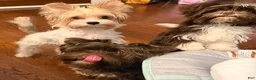 Yorkshire Terrier dogs for sale: Blaze - Ad 4