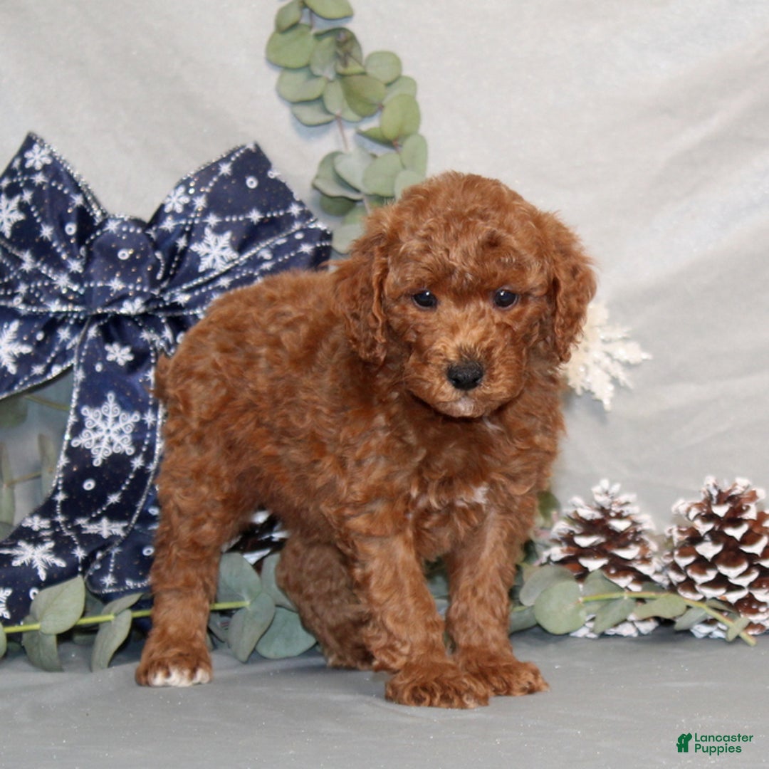 Miniature Poodle dogs for sale: Quest - Ad 3