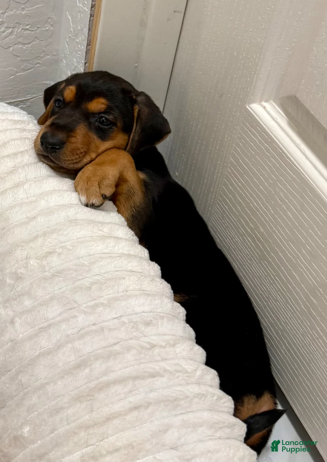 Mixed Breed dogs for sale: Mixed Breed Puppy 2 - Ad 2
