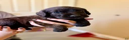Mixed Breed dogs for sale: Meatball - Ad 5