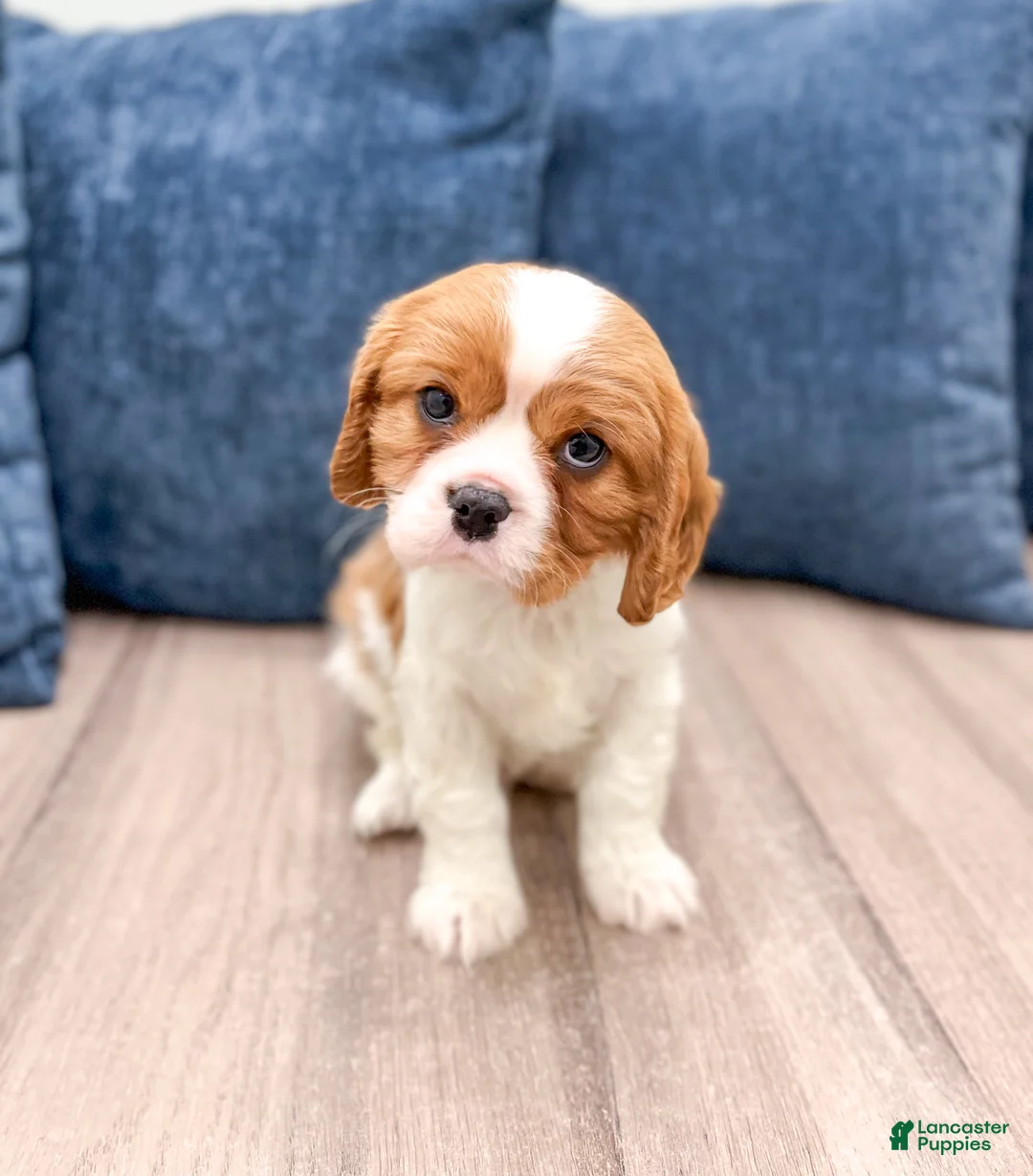 Cavalier King Charles Spaniel dogs for sale: Victor - Ad 2