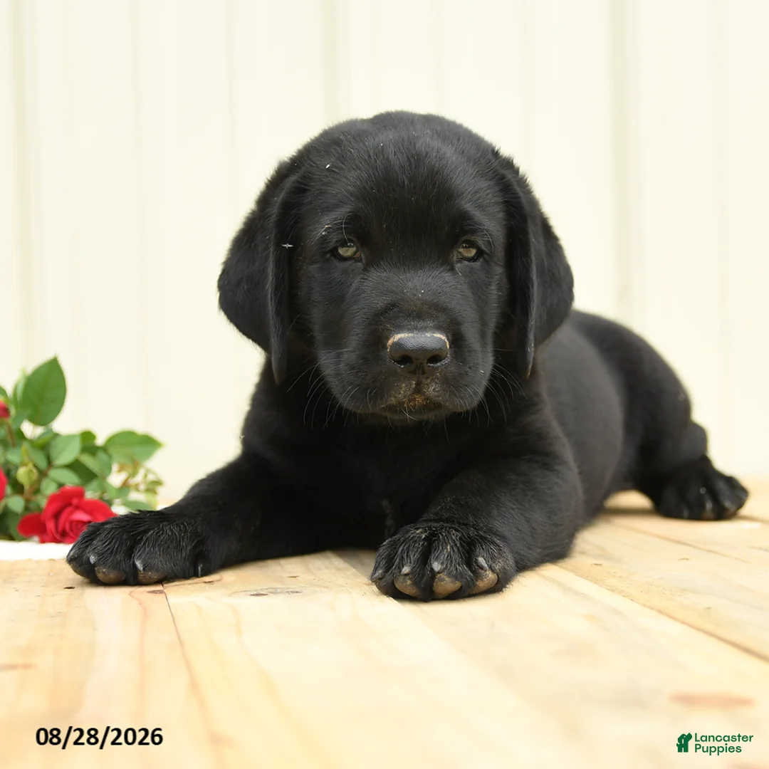 Labrador Retriever dogs for sale: Ninja - Ad 5