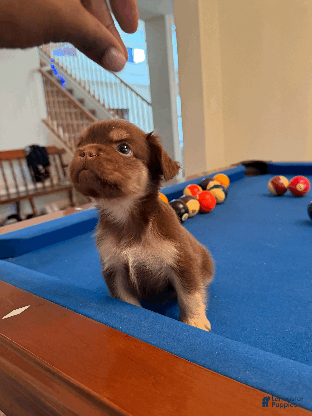 French Bulldog dogs for sale: French Bulldog Puppy 2 - Ad 2