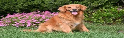 Golden Retriever dogs for sale: Kayson - Ad 4
