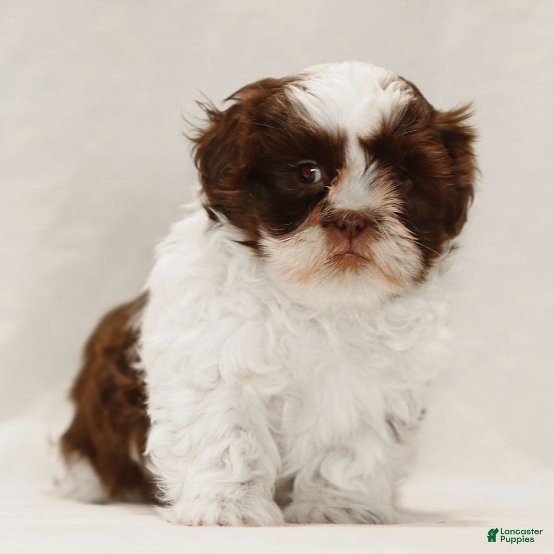 Teddy Bear dogs for sale: Alfie - Ad 1