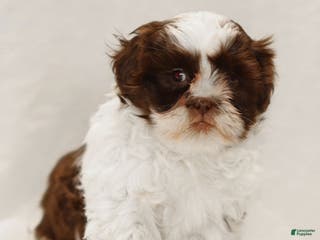 Teddy Bear dogs Alfie - Ad 38