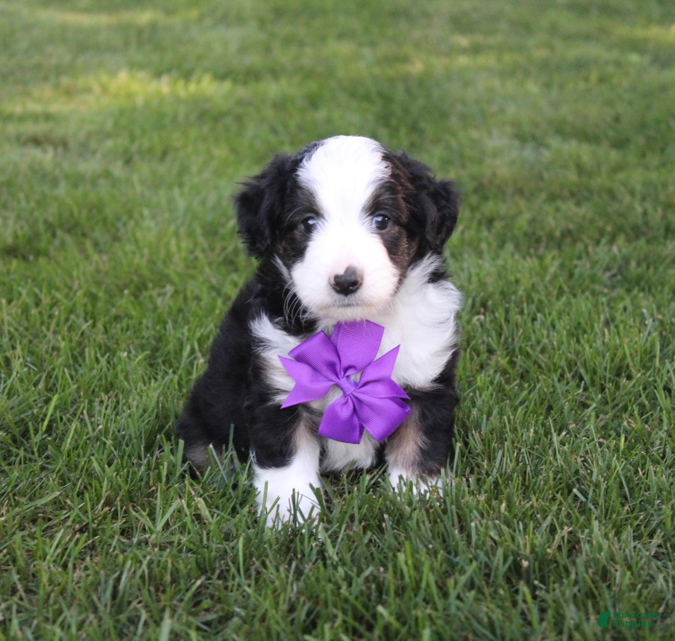 Mini Aussiedoodle dogs Kenny 💎 - Ad 1