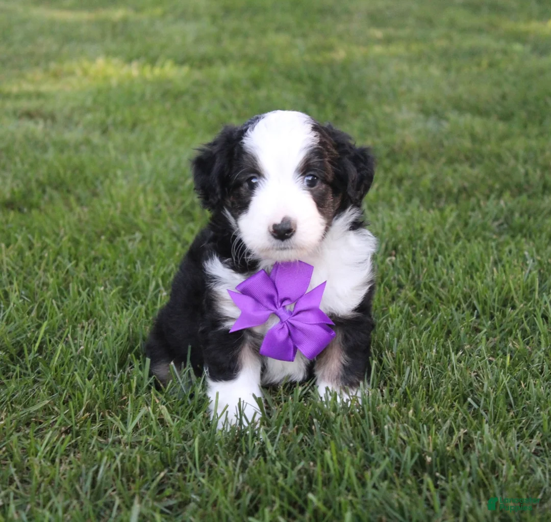 Mini Aussiedoodle dogs for sale: Kenny 💎 - Ad 1