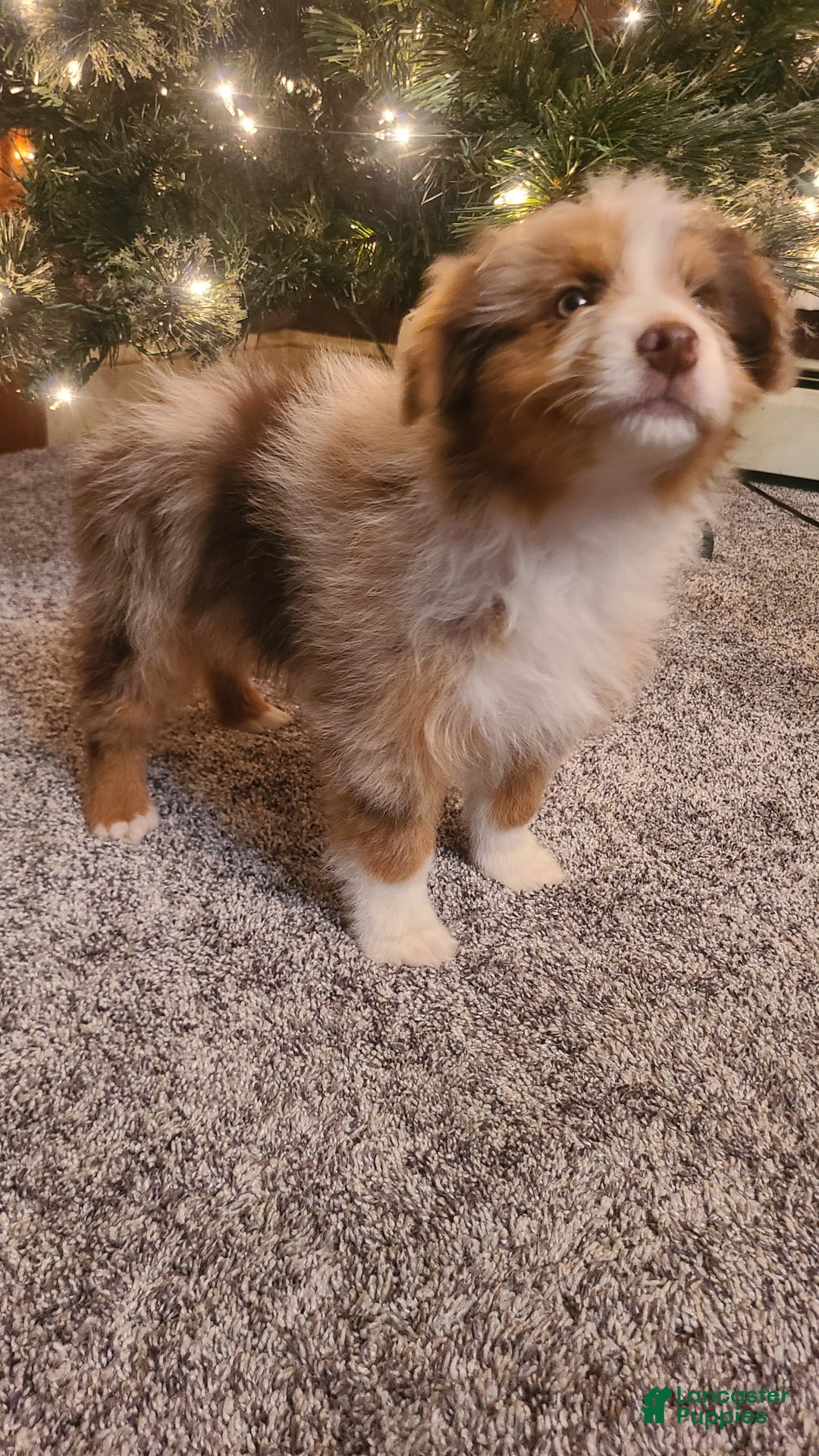 Aussiedoodle dogs for sale: Aussiedoodle Puppy 5 - Ad 2