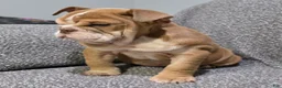 English Bulldog dogs for sale: Lilly - Ad 5
