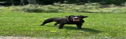 Labrador Retriever dogs for sale: Red - Ad 12