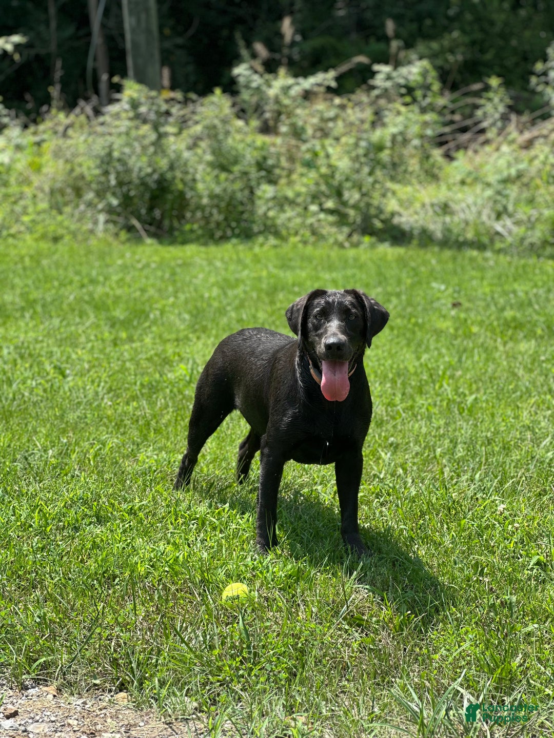 Labrador Retriever dogs for sale: Red - Ad 12