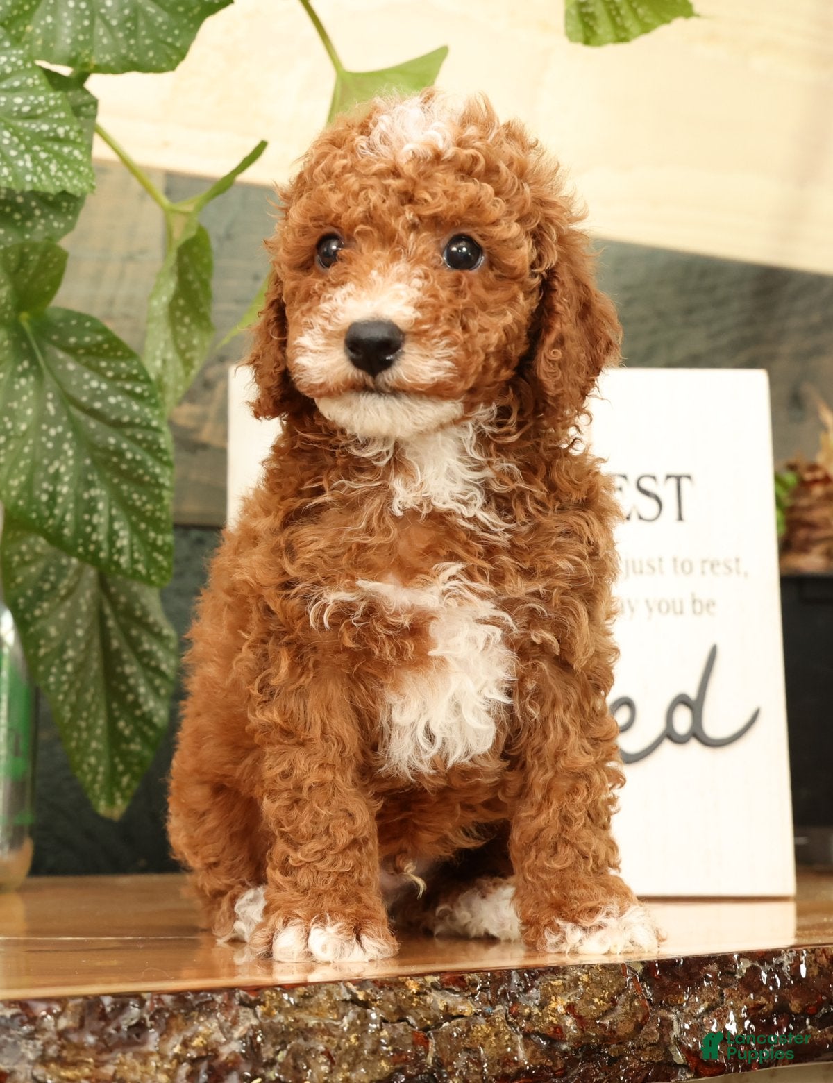 Miniature Poodle dogs Alex - Ad 2