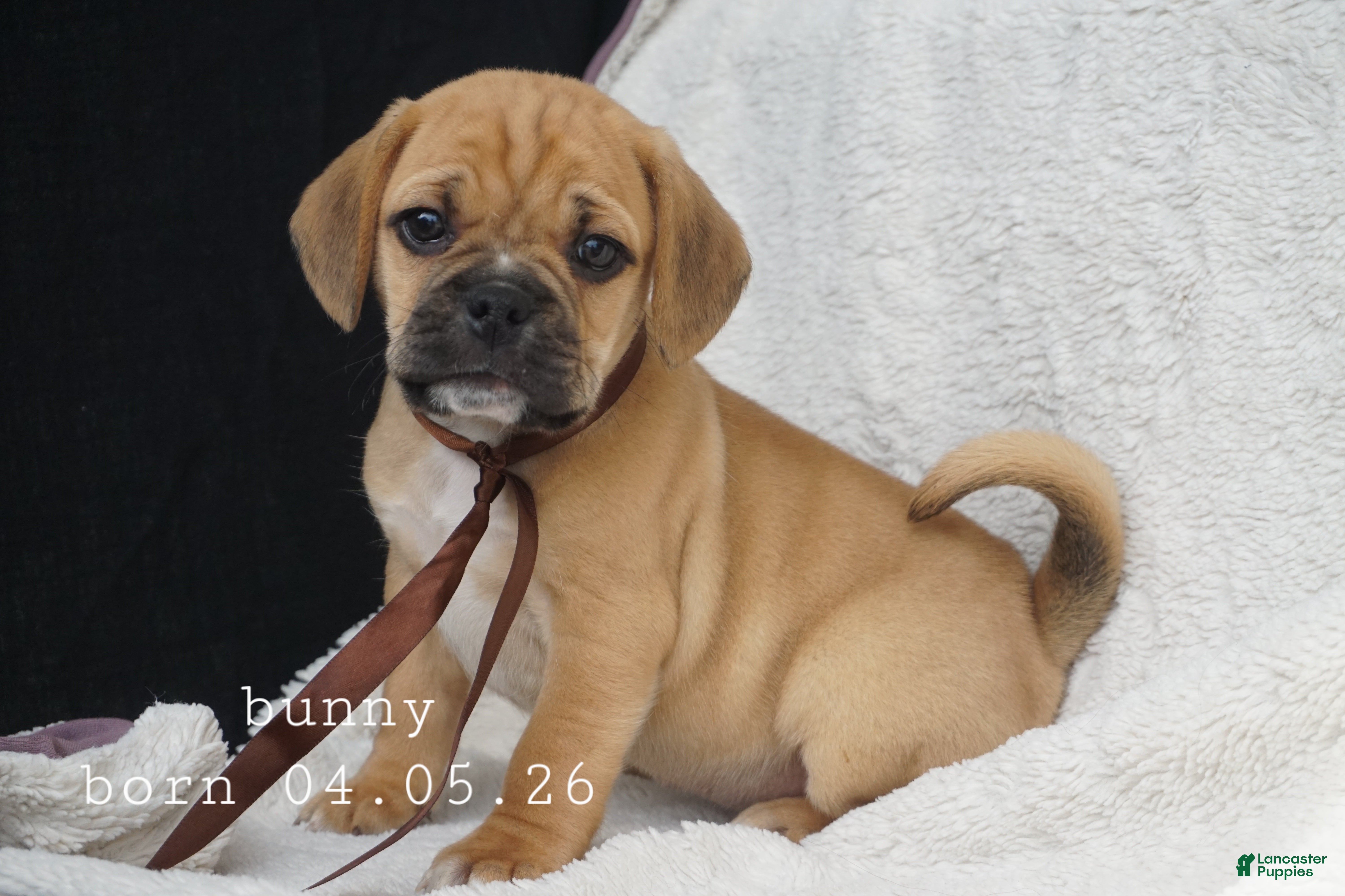 Puggle dogs Bunny - Ad 1