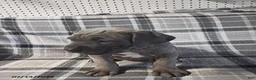 Cane Corso dogs for sale: Duke - Ad 5