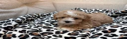 Maltipoo dogs for sale: Chip - Ad 4