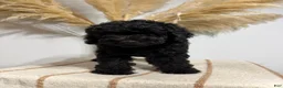 Mini Goldendoodle dogs for sale: Black Boy - Ad 2