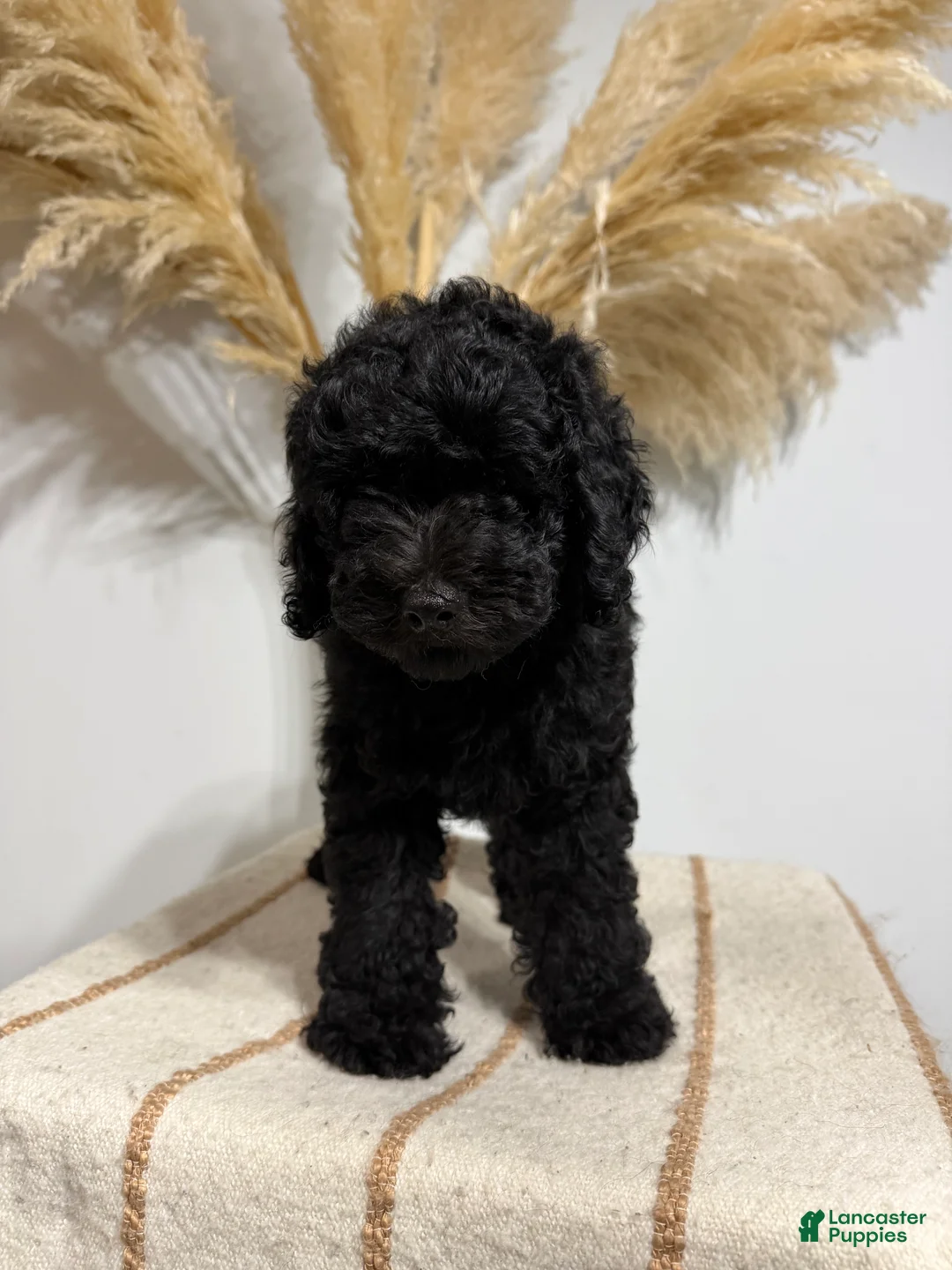 Mini Goldendoodle dogs for sale: Black Boy - Ad 2