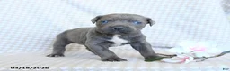 Cane Corso dogs for sale: Cody - Ad 3