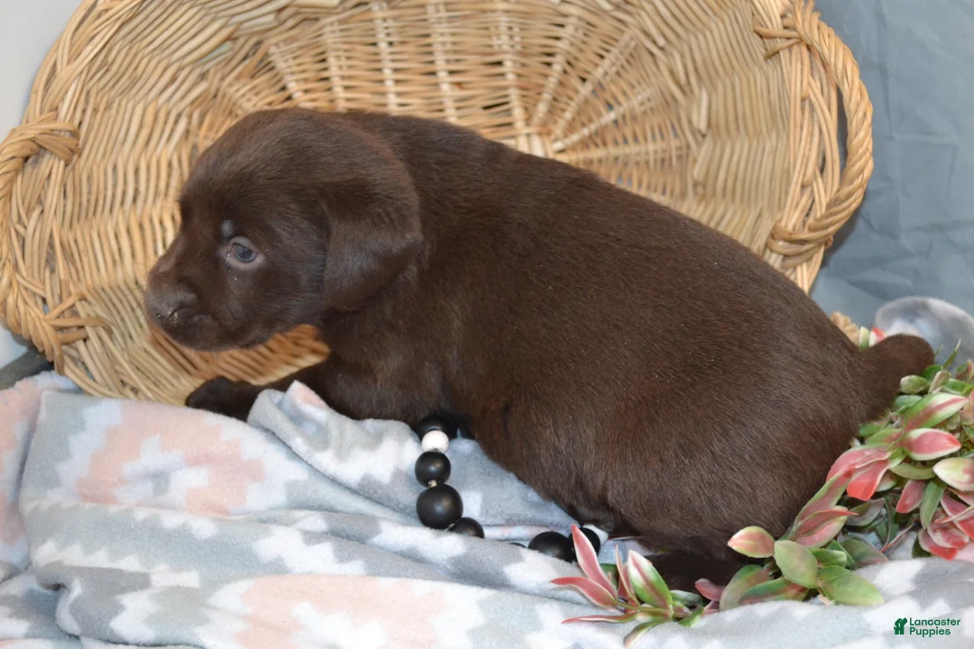 Labrador Retriever dogs for sale: Cinnamon - Ad 1