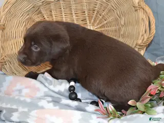 Labrador Retriever dogs Cinnamon - Ad 10