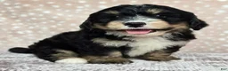 Mini Bernedoodle dogs for sale: Mini Willow - Ad 6