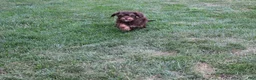 Cavapoo dogs for sale: Forrest - Ad 7
