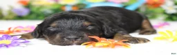 Cockapoo dogs for sale: Gelato - Ad 1