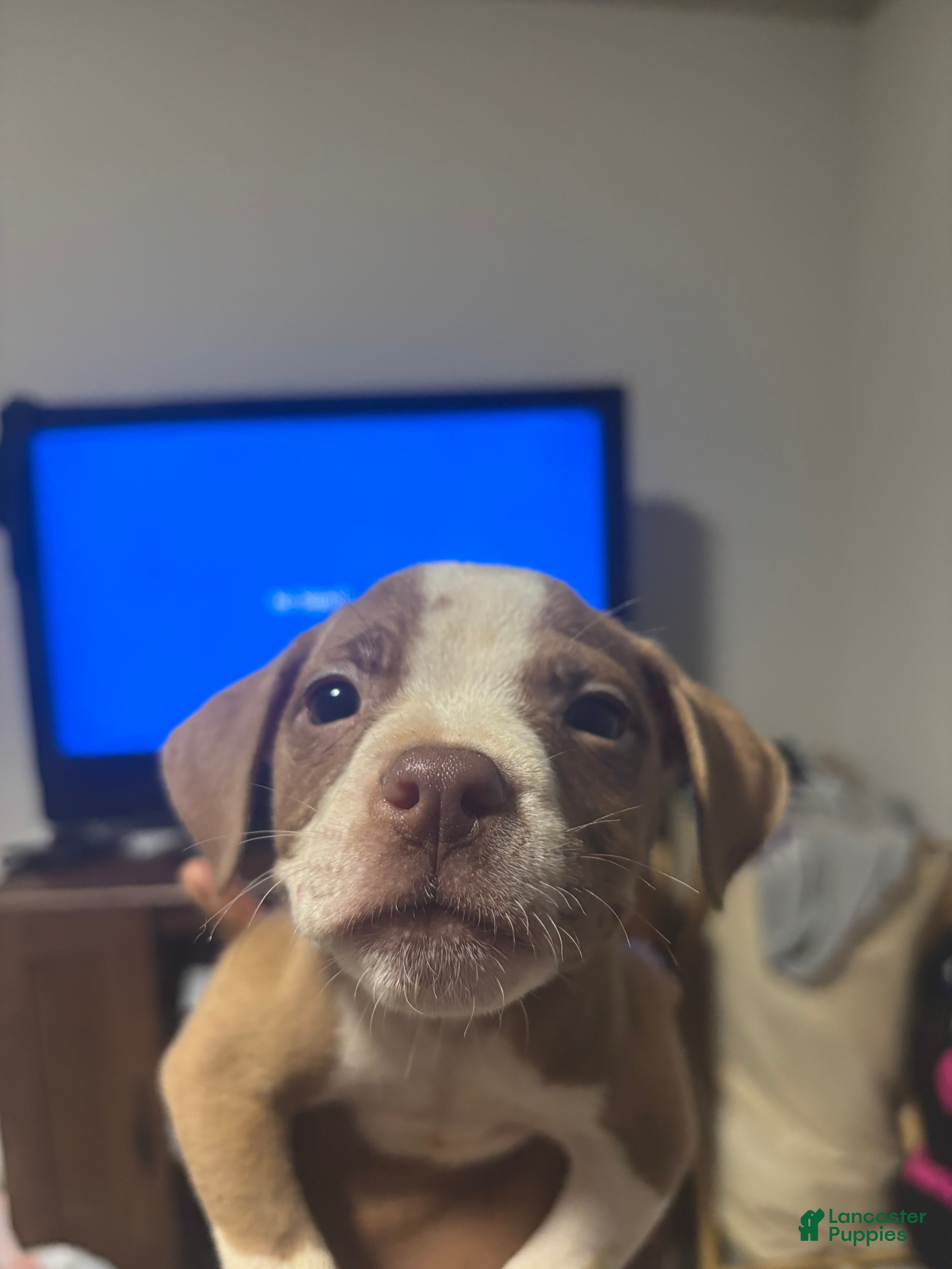American Pit Bull Terrier dogs American Pit Bull Terrier Puppy 5 - Ad 16