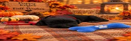 Goldendoodle dogs for sale: Buddy - Red Collar - Ad 2