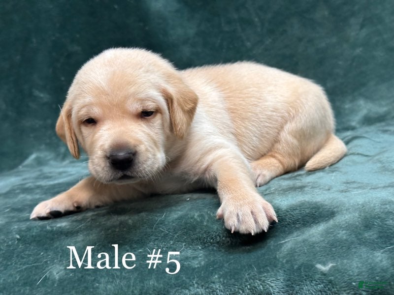 Labrador Retriever dogs Boy 1  - Ad 27