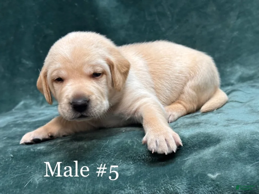 Labrador Retriever dogs for sale: Boy 1  - Ad 1