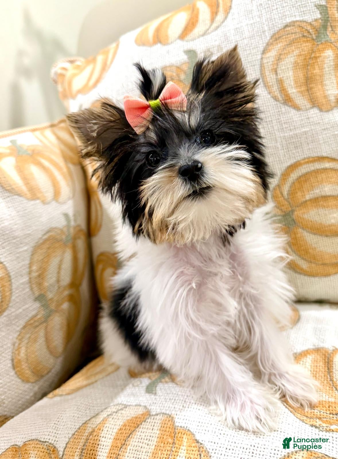 Biewer Terrier dogs Biewer Terrier 2 - Ad 1