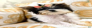 Biewer Terrier 2