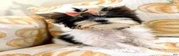 Biewer Terrier dogs for sale: Biewer Terrier 2 - Ad 1