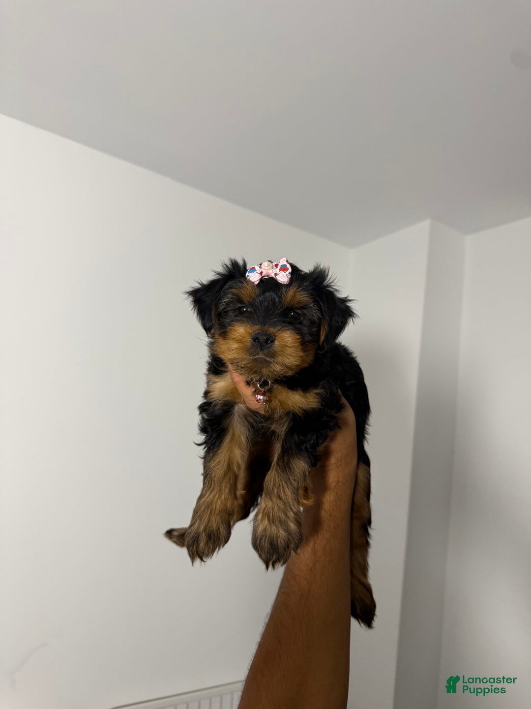 Yorkshire Terrier dogs for sale: Dolly - Ad 2