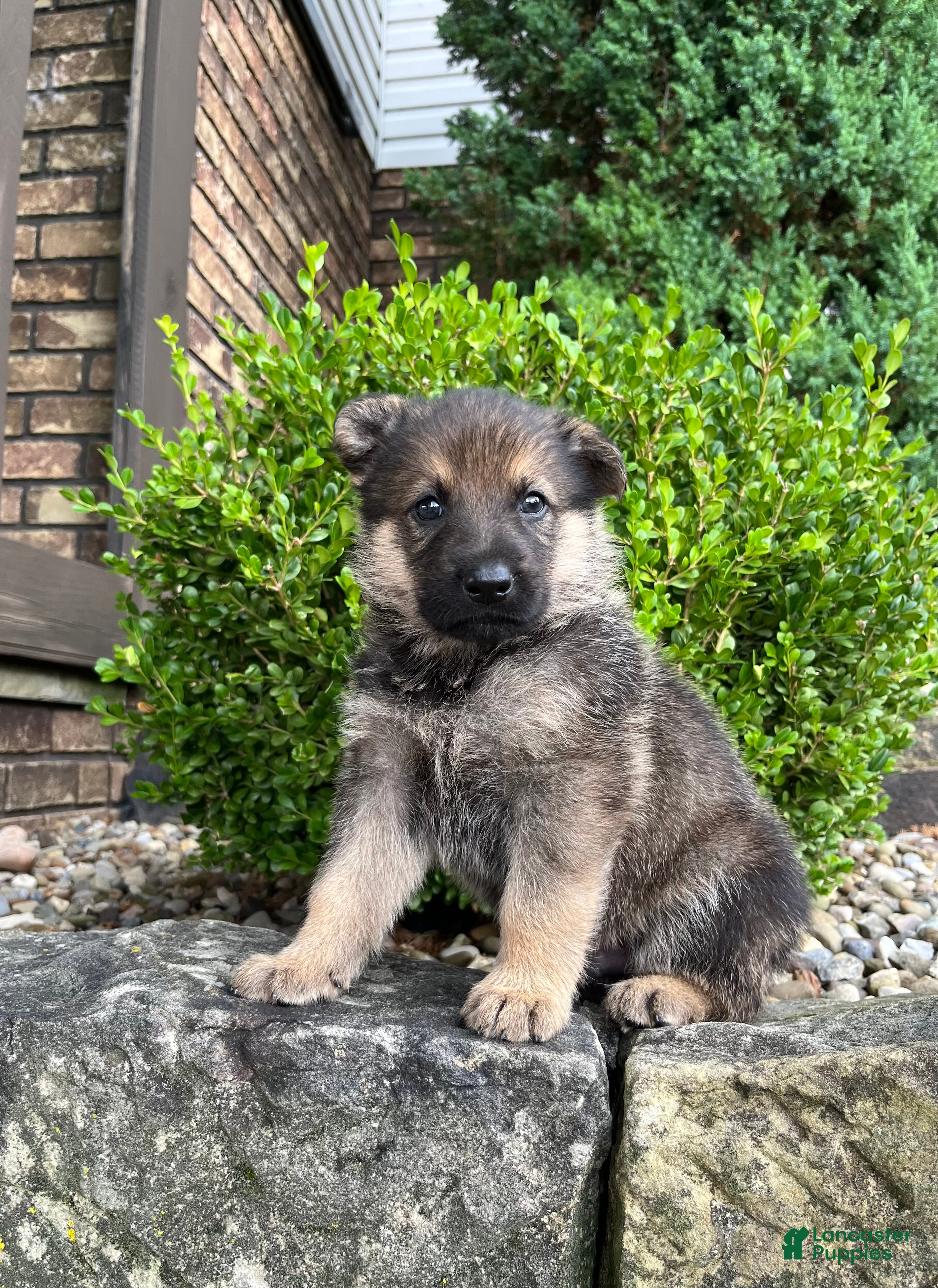 German Shepherd dogs Wiley - Ad 1