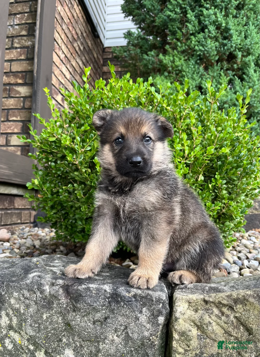 German Shepherd dogs for sale: Wiley - Ad 1