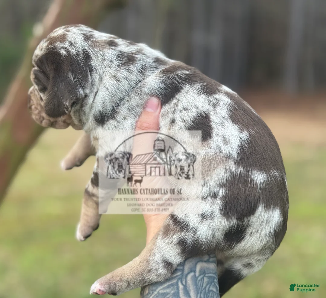 Catahoula Leopard Dog dogs for sale: Boy 1 - Ad 9