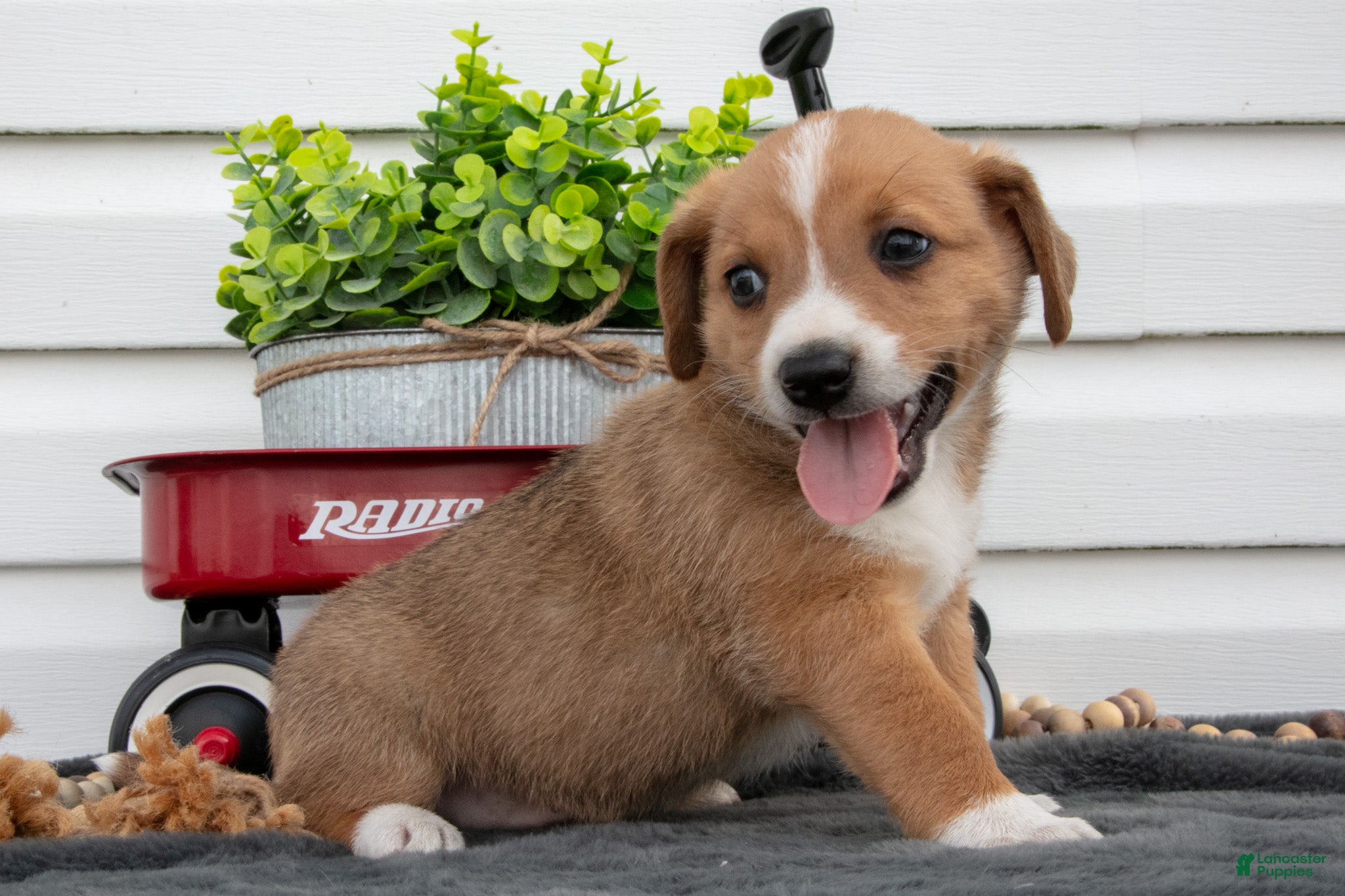 Jack Chi dogs Bentley - Ad 1