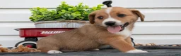 Jack Chi dogs for sale: Bentley - Ad 1