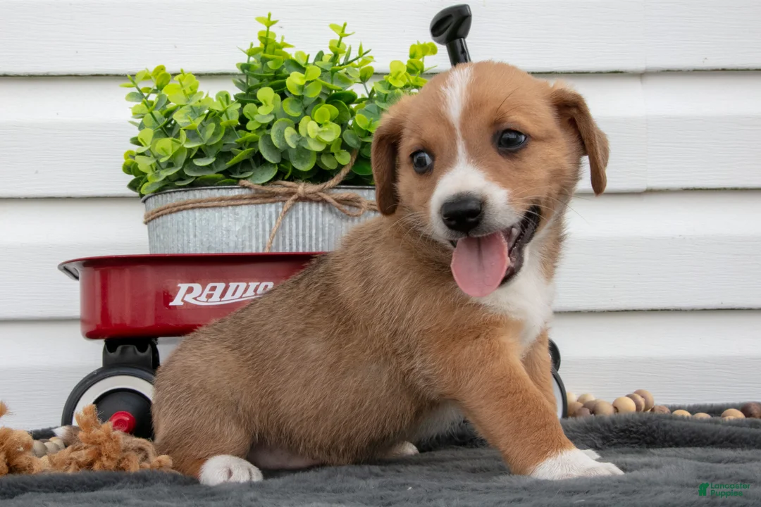 Jack Chi dogs for sale: Bentley - Ad 1