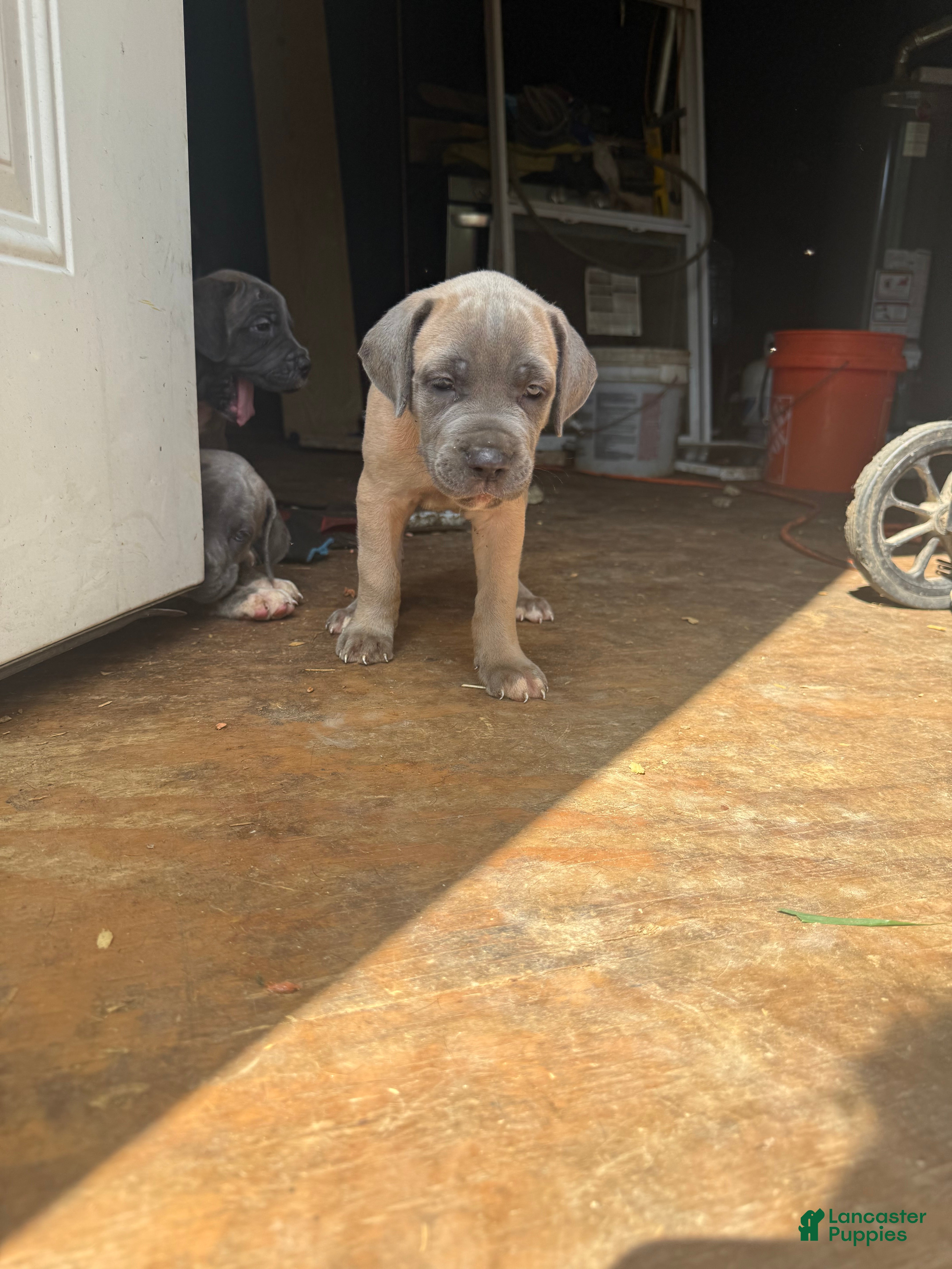 Cane Corso dogs Cane Corso 3 - Ad 26
