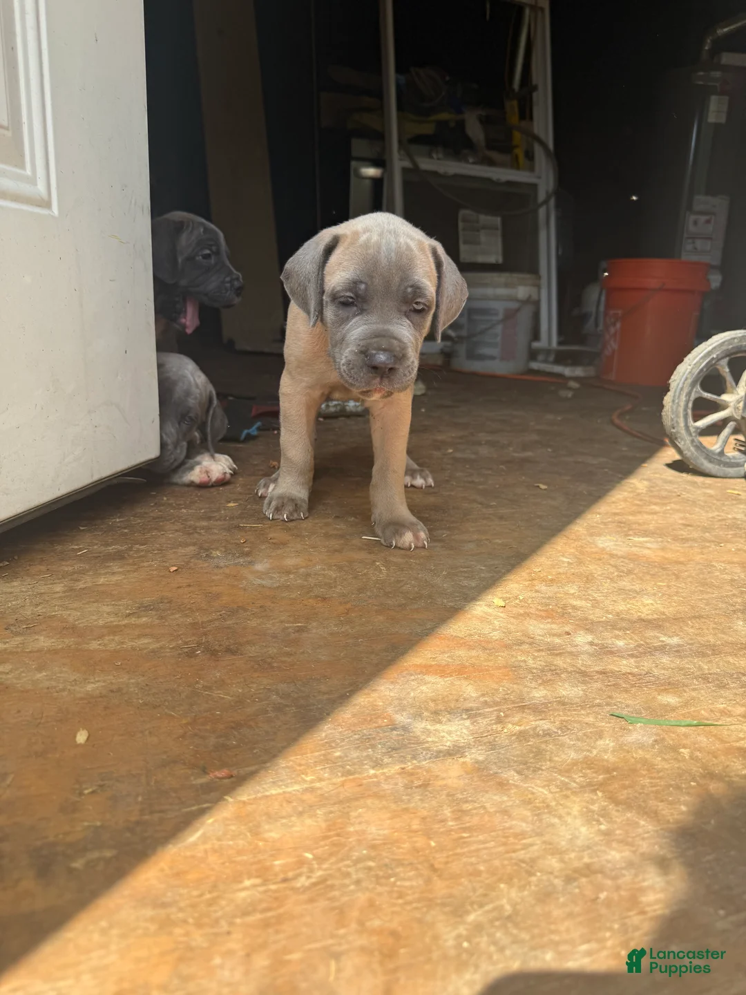 Cane Corso dogs for sale: Cane Corso 3 - Ad 1