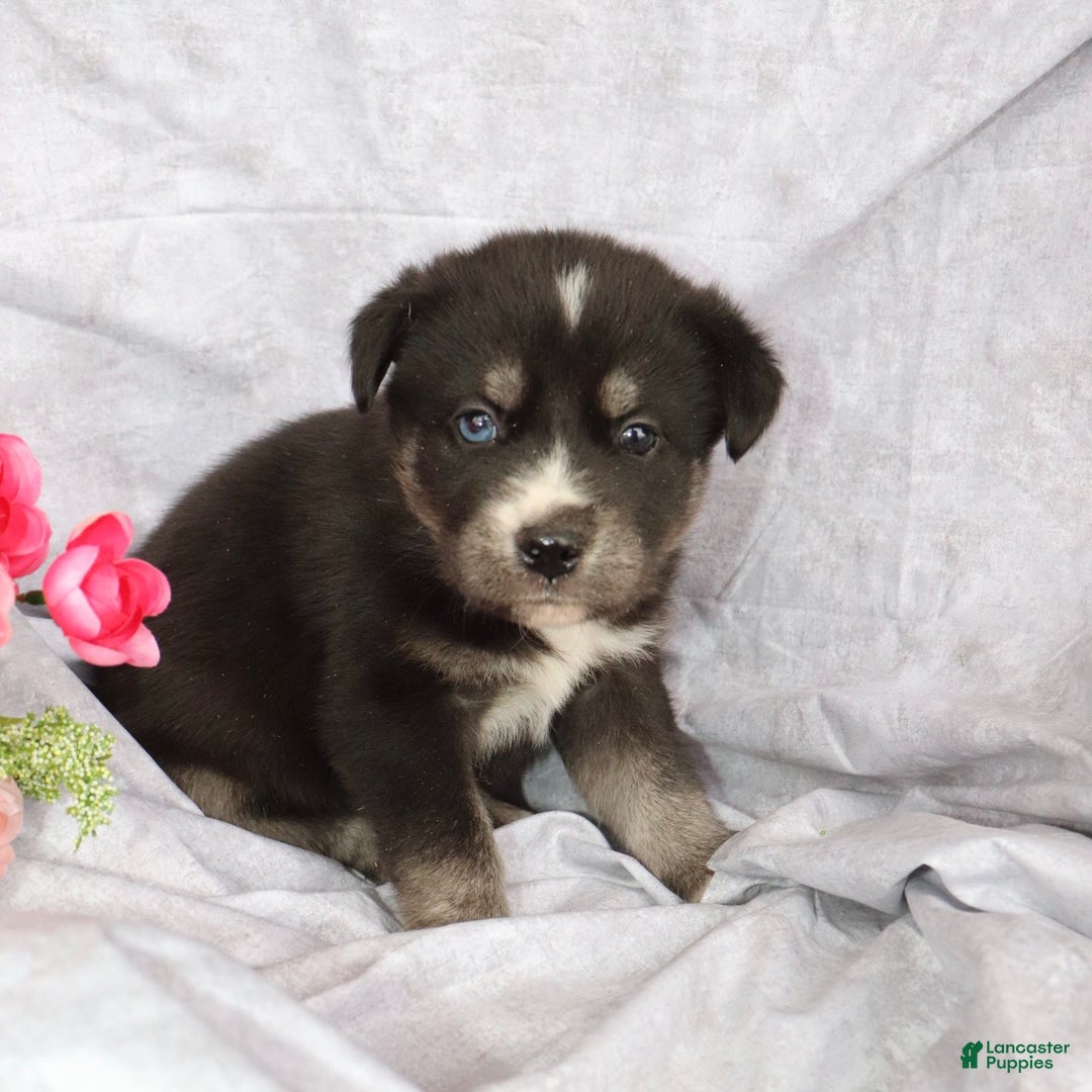 Gallery Image {{count}}