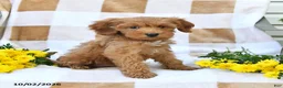 Mini Goldendoodle dogs for sale: Julie  - Ad 8