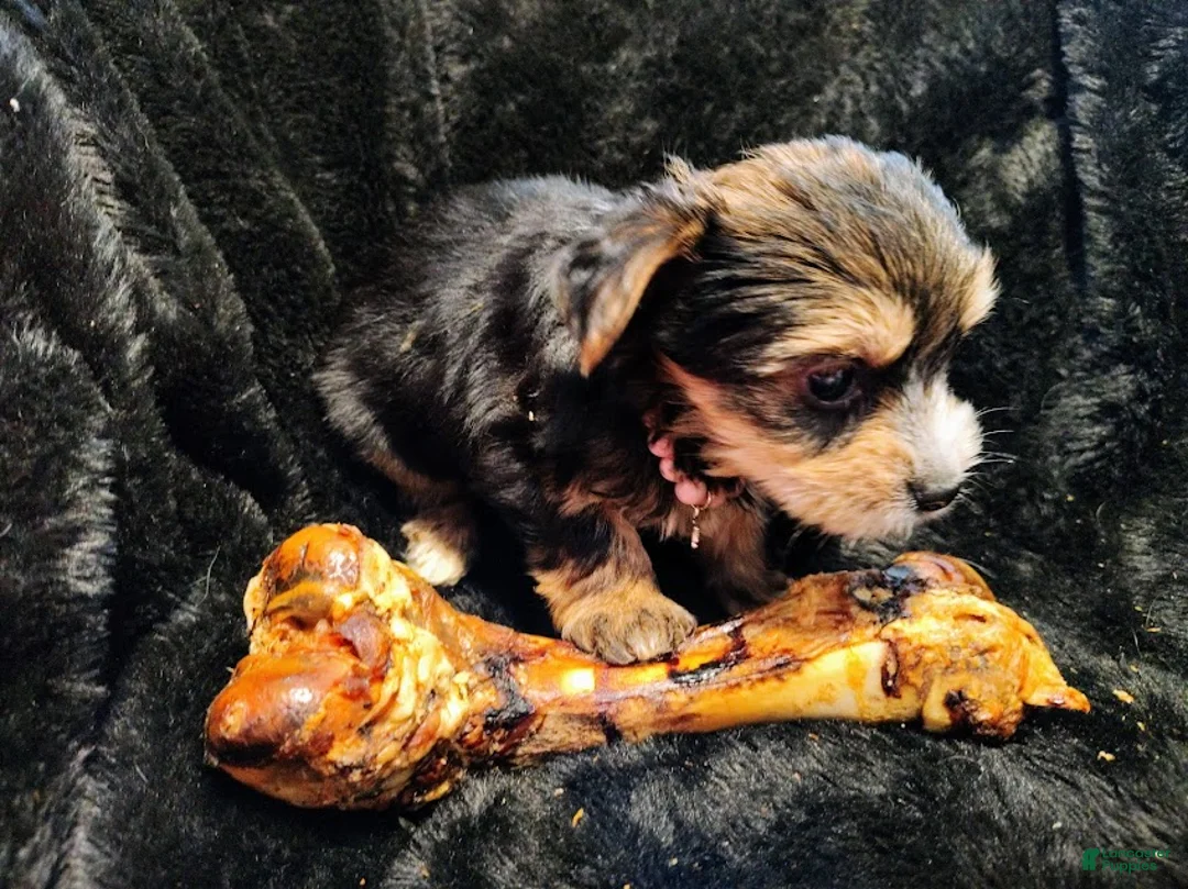 Yorkshire Terrier dogs for sale: Yorkshire Terrier Puppy 2 - Ad 1