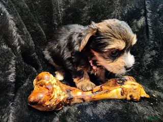 Yorkshire Terrier dogs Yorkshire Terrier Puppy 2 - Ad 19